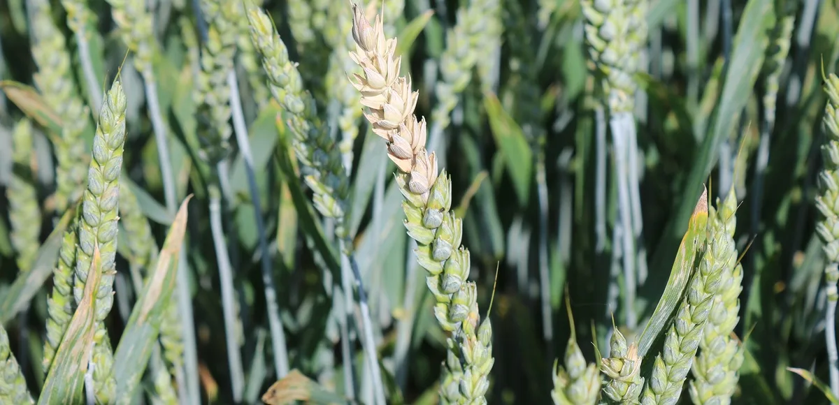 9c9bbe52bf45f51a30b5fa2b8a61484ce4ad768f Bei einem Befall mit Fusarium graminearum kann die Ernte mit Mykotoxinen belastet werden. (Bild Agroscope/Drakopoulos D.)