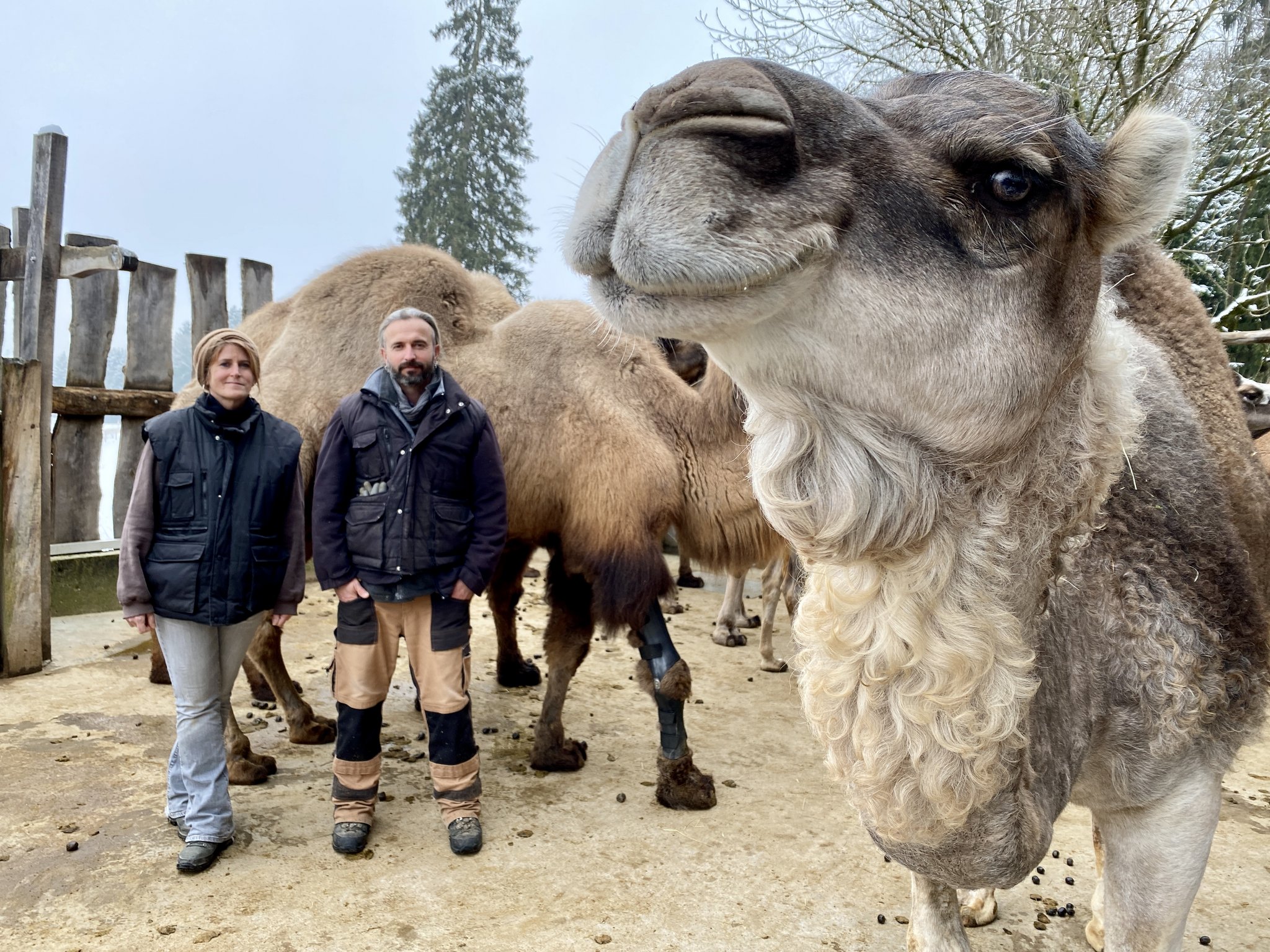 Auf dem Kamelhof von Karin Stiffler und Ulli Runge erhalten kranke und alte Kamele besondere Zuwendung. So z. B. Sambal (hinten), der aufgrund einer Gelenkarthrose eine Orthese benötigt. (Bilder Katrin Erfurt)