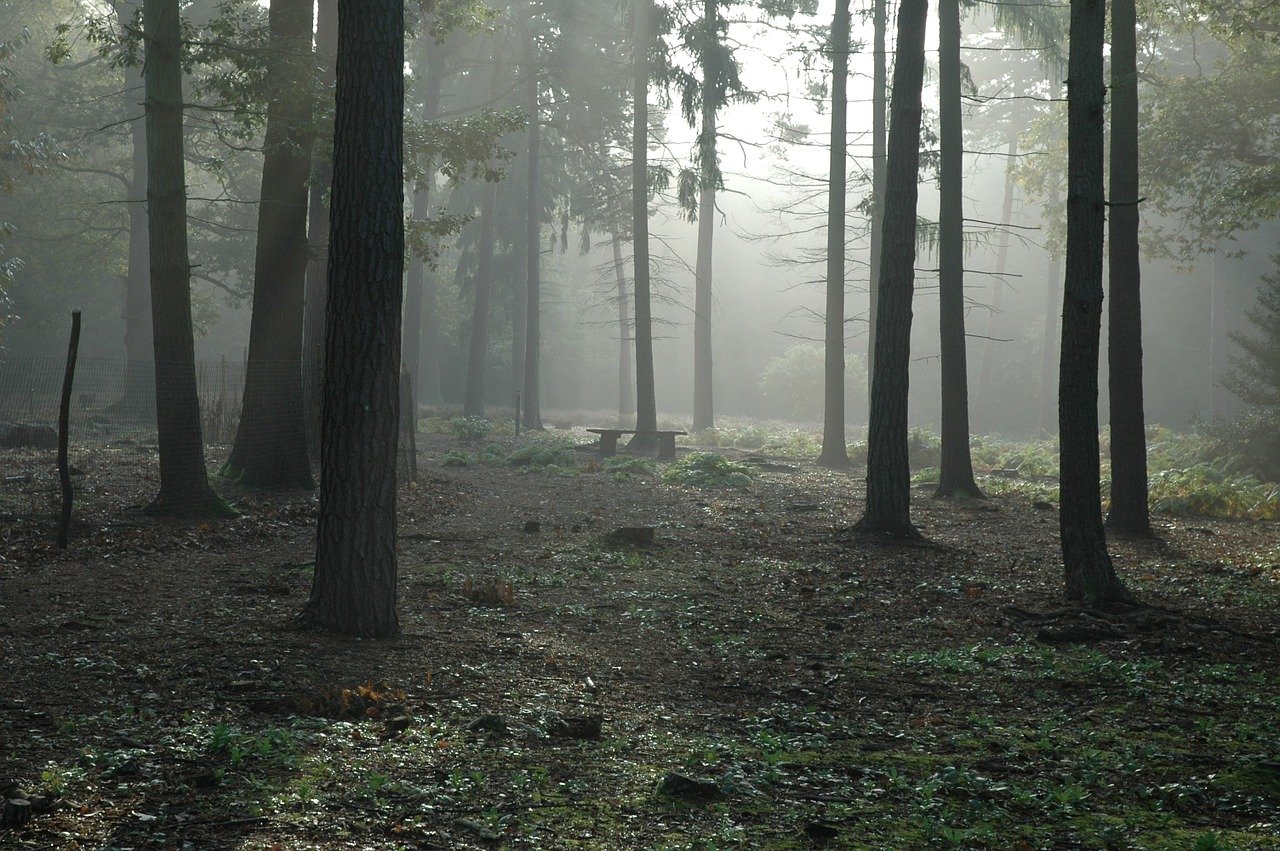 Enthauptete Ziege war ein Schafbock – Mysterium ist gelöst