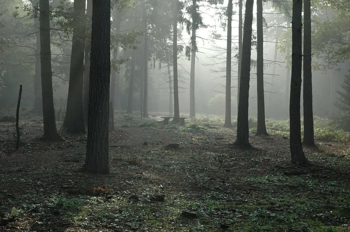 wald-dunkel Enthauptete Ziege war ein Schafbock – Mysterium ist gelöst