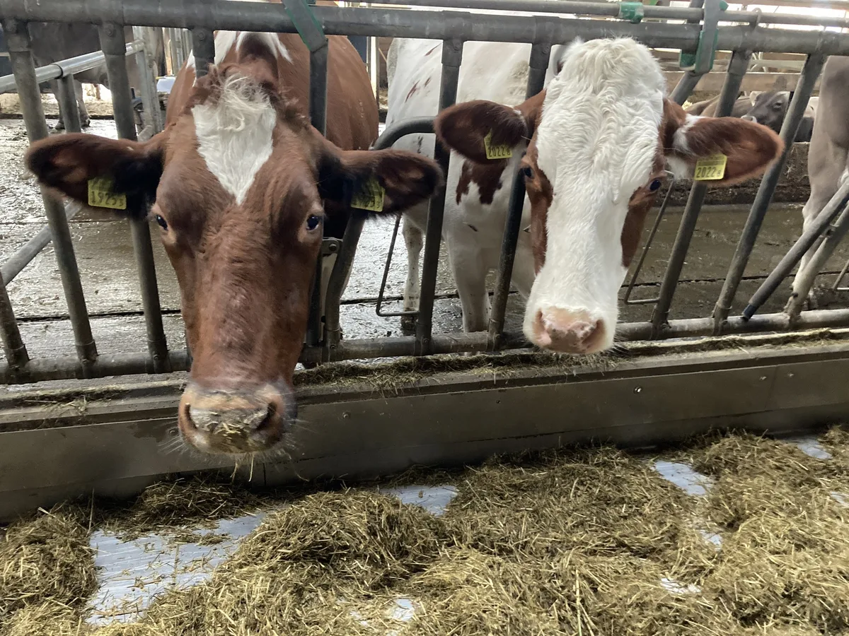 bz-akt4-09-milch-akr A-Milch-Richtpreis steigt garantiert bis Ende Jahr um 5 auf 78 Rp. pro Kilo