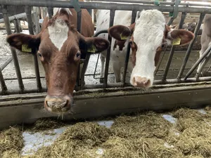 Ihre Milch ist bald mehr wert: Ab 22. April wird der A-Richtpreis für Industriemilch um 5 Rp. angehoben.