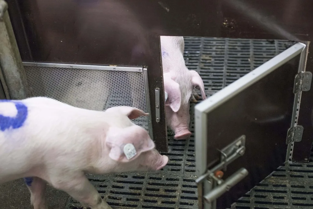 pig_helping_Foto_FBN_Frank_Hormann_01 Studie: Schweine sind hilfsbereit