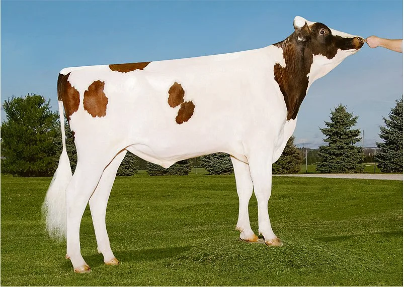 fe17d9a5490720f490b6625df5ef4009a6e51f54 Der Pat-Sohn Mr Uno Pace setzt sich bei den Red Holstein mit einem Iset von 1452 Punkten an die Spitze. (Bild kd)