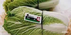 Statt von einer Plastikfolie umhüllt wird der Bio-Chinakohl neu mit einem einfachen Elastikbändel mit Etikette gekennzeichnet. (Bild Coop)
