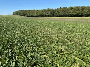 Das Versuchsfeld in Montignez Oktober 2020: Das Feld mit den gesetzten Zuckerrüben weist eindeutig weniger Unkrautbefall auf. Hingegen zeigt sich im Kontrollfeld mit den gesäten Rüben (hinten) vermehrt Unkraut im Bestand.