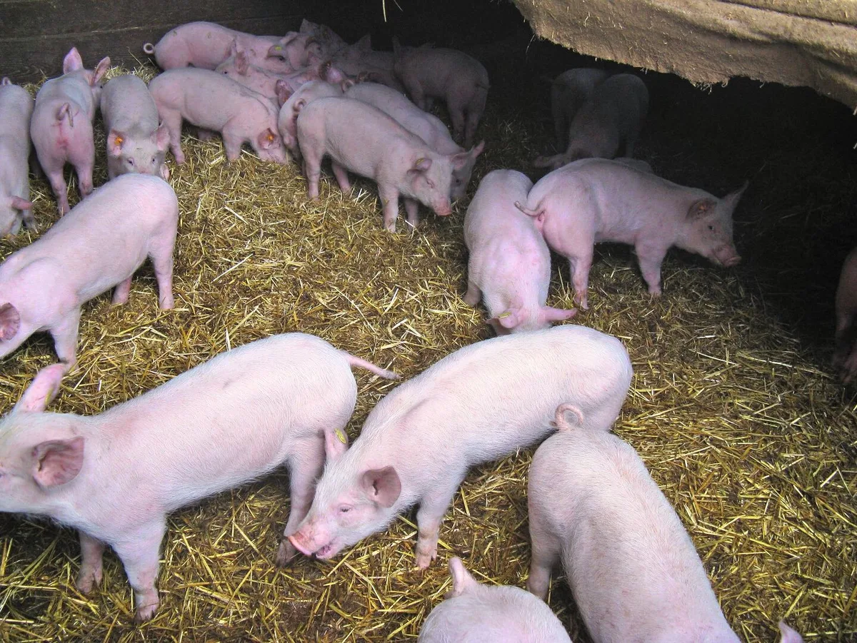 c17fc2ab33e08156cbc391cb68bff573b01e5ab99d4f8f0f98fa977b5c9f0ec4 Schweine stehen im mit Stroh eingestreuten Stall, einige Tiere husten.