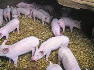 Husten im Schweinestall verläuft zwar meist harmlos (zum Beispiel Grippe), muss aber in jedem Fall gemeldet werden.