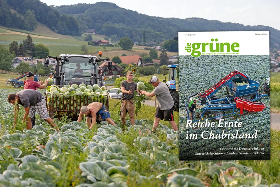 «die grüne» im Oktober 2022 – Reiche Ernte im Chabisland