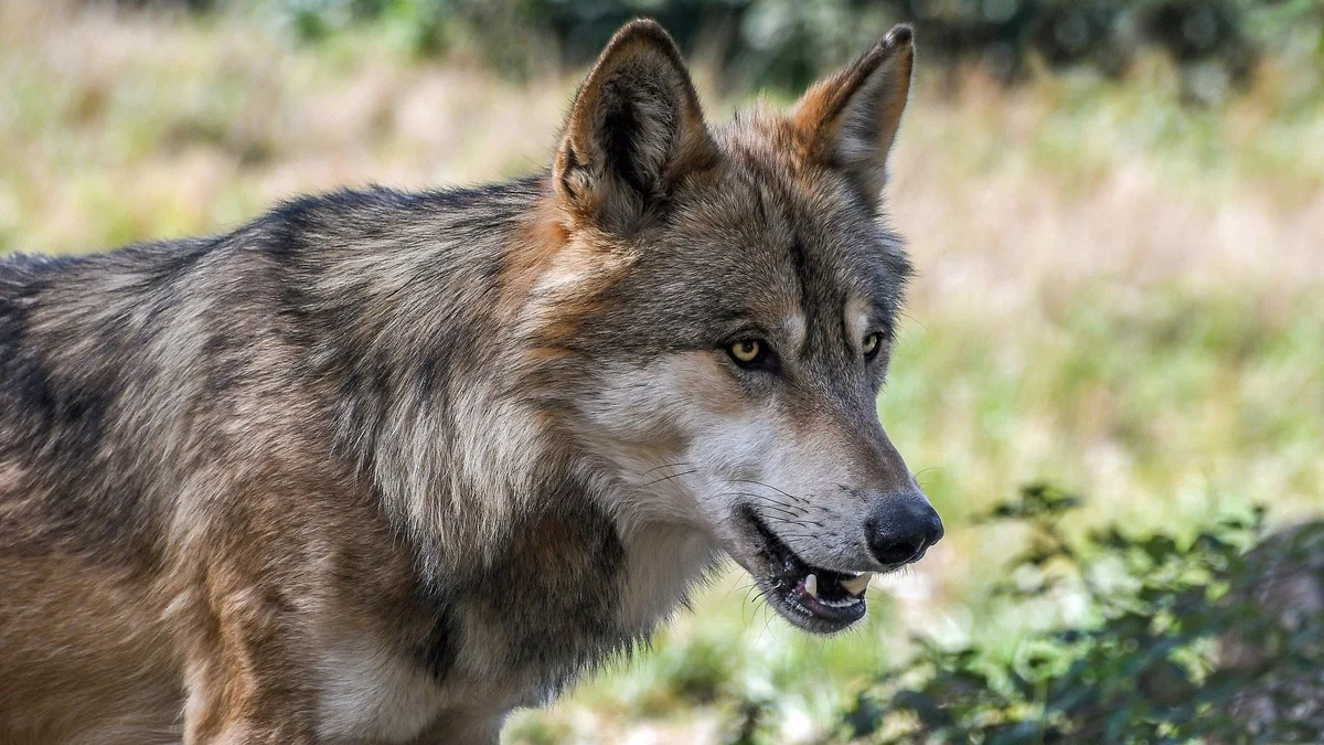wolf-2952937_1920 Keine Abschussbewilligung für Wolf im Jurabogen