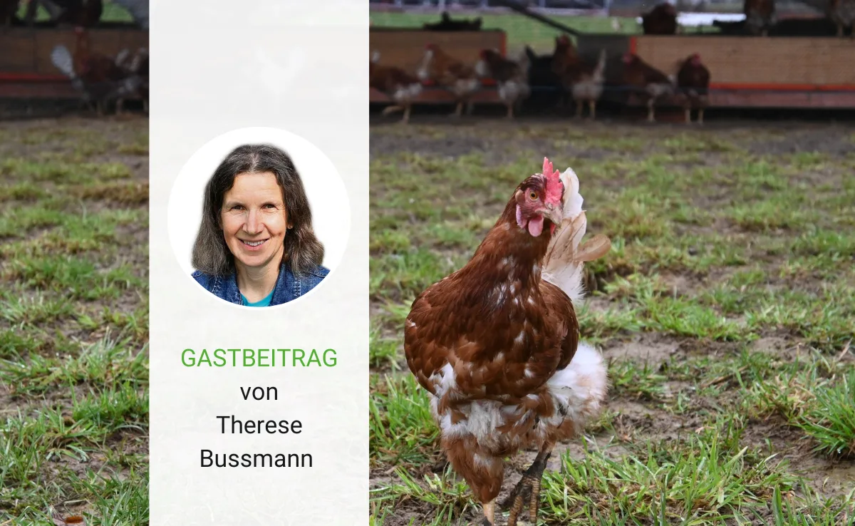 Wer versteht schon ein Huhn?