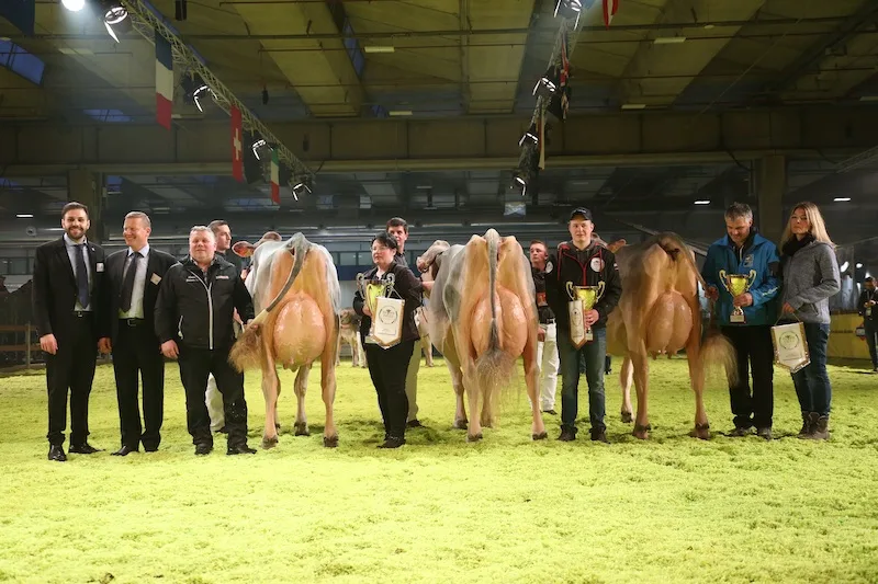 Das Siegerpodest der Europameisterschaft in Verona: v. l. Europameisterin H. U. Huser’s Blooming Palma, Reserve Europameisterin Jongleur Soraya, Honorable Mention Florin’s Norwin Gentel. (Bilder Braunvieh Schweiz)