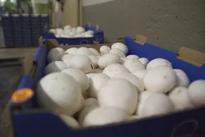 Das Schweizer Pilzangebot besteht neben den Champignons noch aus den Edelpilzen. Am bedeutendsten sind laut BLW hierbei Shiitake, Austernseitlinge und Kräuterseitlinge. Das Inlandangebot der Edelpilze ist saisonaler als dasjenige von Champignons.