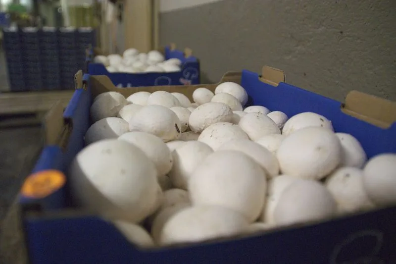 csm_3296_champignons3_ji_3cef716c0e Schweizer Pilze boomen