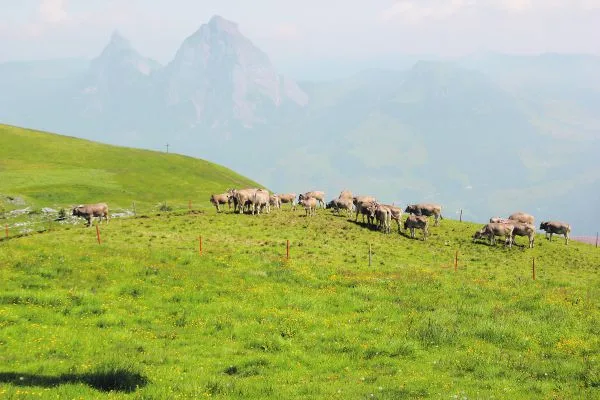 9399a980d7a5bf67bc21936ba7e5c88f59151b79 Wer Weiderinder zusammen mit Ochsen auf die Alp treibt, sollte die Ochsen gründlich beobachten oder vom Hirten beobachten lassen. Es gibt hie und da auch kastrierte Männchen, die trotzdem fruchtbar sind. (Bild SBV)