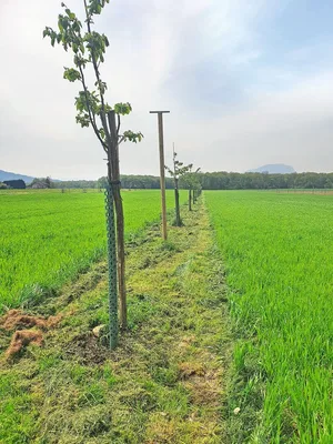 Agroforstsystem mit Obstbäumen.
