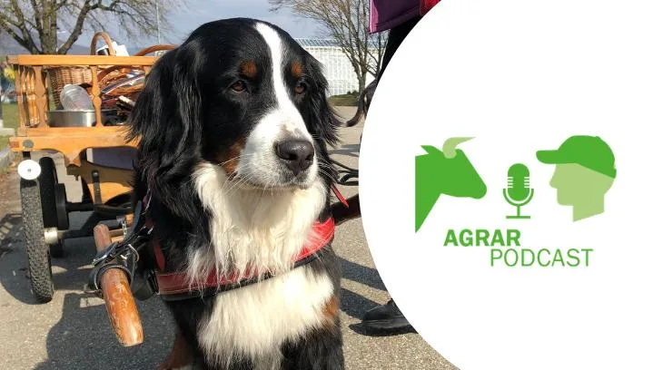 c8c7151b6e9caf183ea7239db9c8f7872eeb0ca6 Wägeli-Hunde, wie sie unsere Grosseltern noch kannten, im «AgrarPodcast». (Bild: «die grüne»)