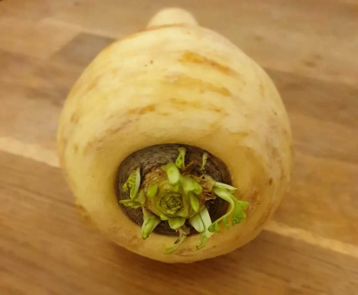 Pastinake_ji Pastinake – einst verdrängt, jetzt wieder zurück