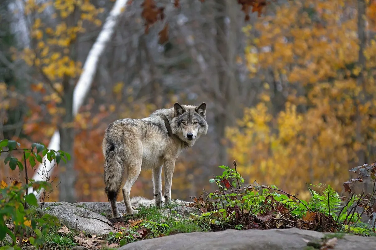 2499f3c2779b8f7a4a67e3cb65474bed4404ec0604b68d615a41842e291005f7 Ein Wolf steht im herbstlich gefärbten Wald.