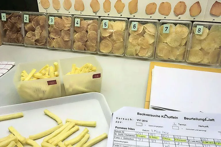 Frühreif, frittiert gut gefärbt und knusprig: So sähen die optimalen Frühkartoffeln für die Verarbeitung aus.