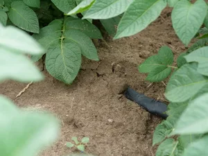 Kartoffeldamm mit Tropfschlauch: Der am Anfang sichtbare Schlauch verläuft im Damm und gibt Wasser direkt im Wurzelraum ab, wodurch Verdunstungsverluste reduziert werden.
