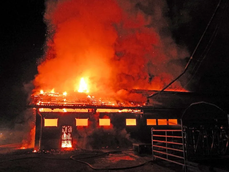 9ca4a33f1c12af0458555ee8288b7a0b750a0818 Beim Brand des Freilaufstalls entstand erheblicher Sachschaden (Bild Kapo TG).