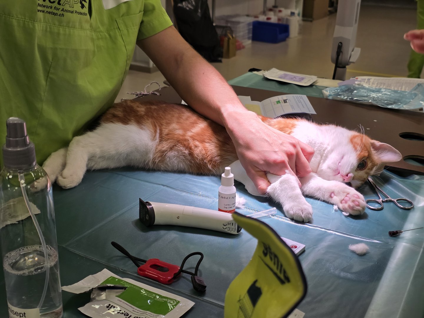 Unkontrollierte Vermehrung: Ohne Kastrationen droht der Schweiz ein Katzenelend