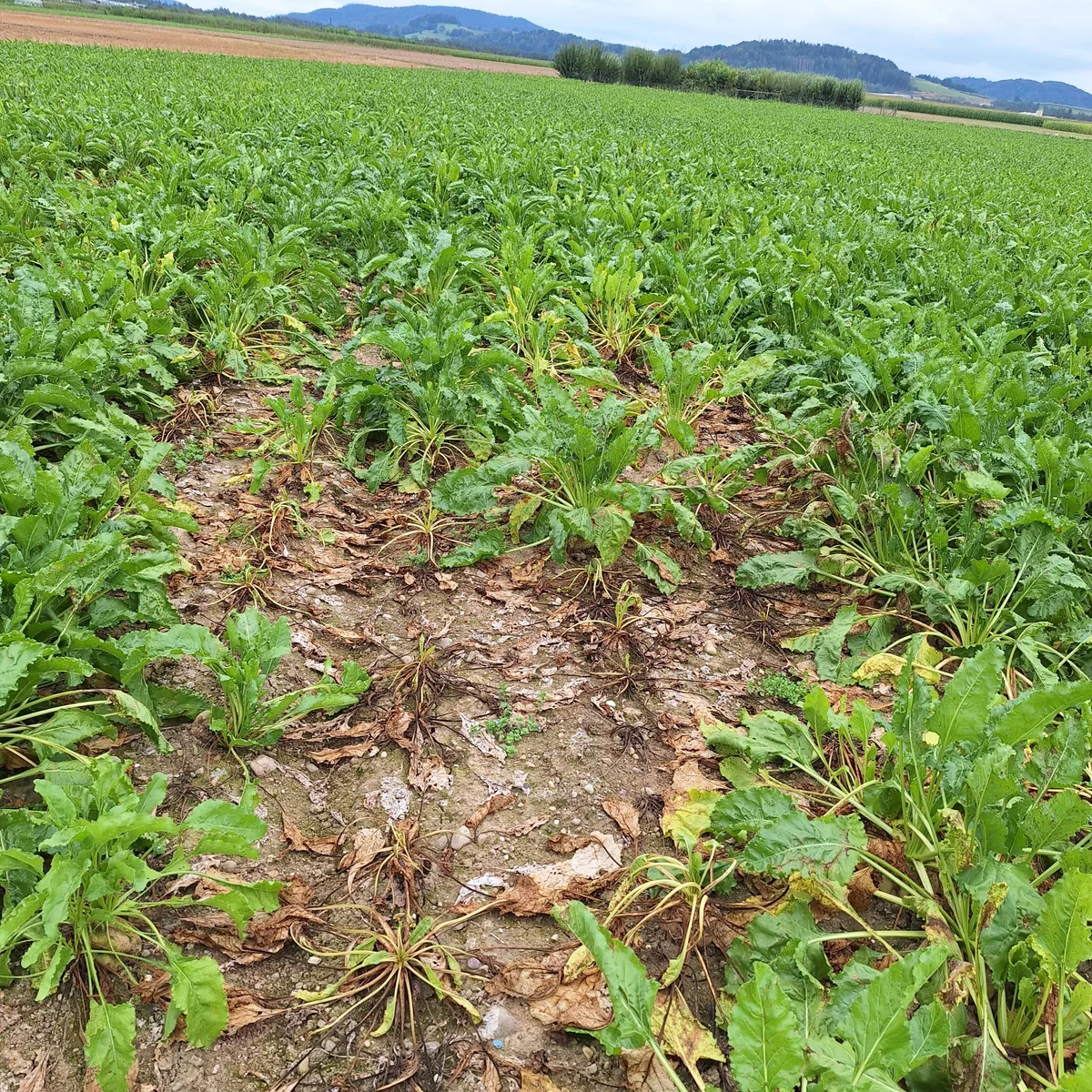 20240820_113315.jpg Rhizoctonia-Wurzelfäule tritt meistens nesterweise in Zuckerrüben auf.