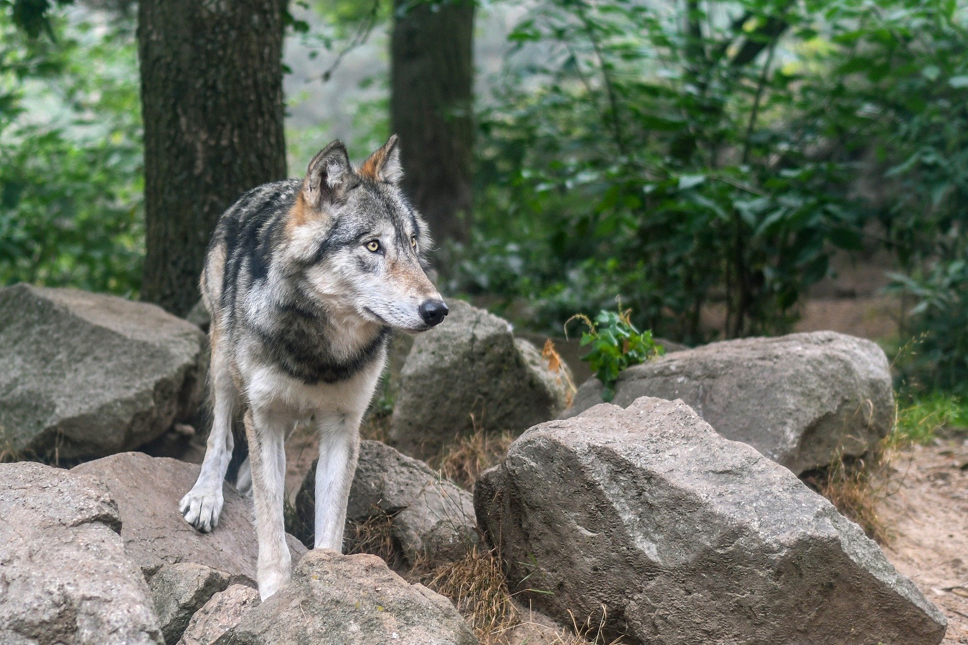 Bündner Wildhut erlegt lahmenden Wolf