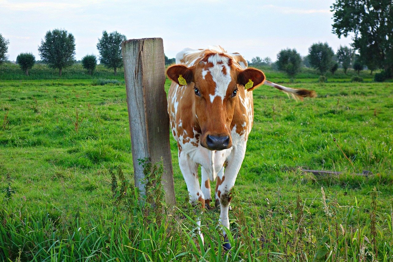 Die Flucht endete für das entlaufene Tier tödlich. (Symbolbild Pixabay)