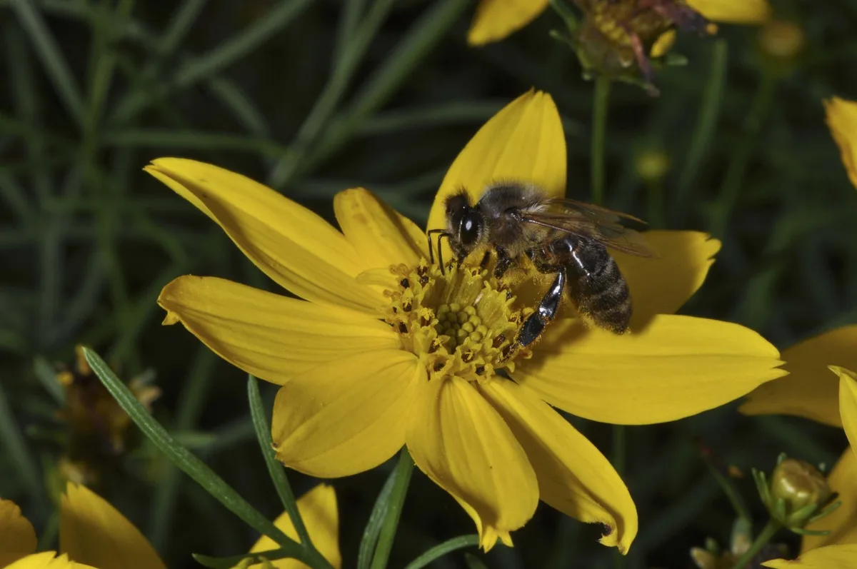 934012a57d6c3f1f7d15539189cd0c9740199d76 Die Kombination von Insektengift und Milben schwächt Honigbienen. (Bild lid)