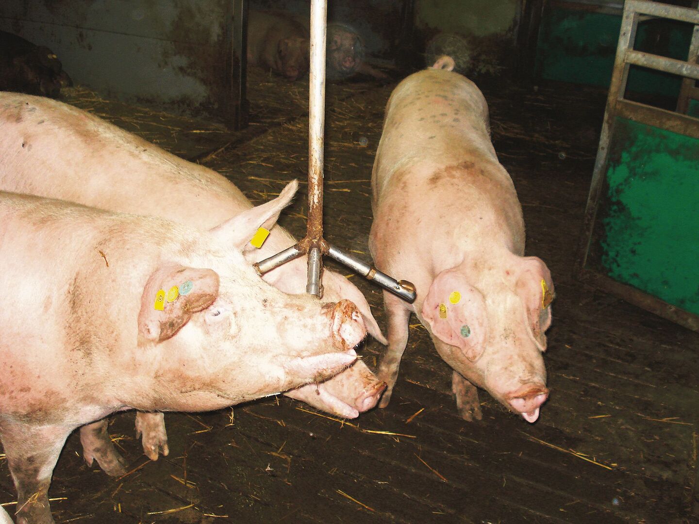 Passt den Schweinen das Tränkesystem nicht, trinken sie zu wenig. Das vermindert deren Leistung teils massiv.