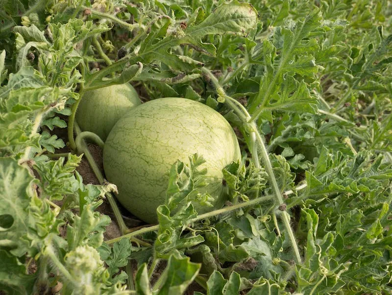 774a05322306e2a037c67559c30d9e43d6d79b82 Die Wassermelonen wachsen an Ranken, und entwickeln ein starkes Kraut. (David Eppenberger)