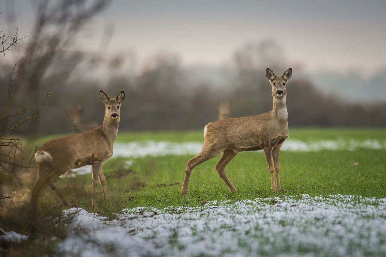 Nicht alle Rehe und Hirsche überleben den Winter. Das ist aber natürlich und führt dazu, dass nur angepasste und kräftige Tiere sich fortpflanzen. (Bild Seaq68/Pixabay)
