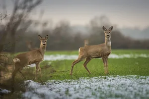 Nicht alle Rehe und Hirsche überleben den Winter. Das ist aber natürlich und führt dazu, dass nur angepasste und kräftige Tiere sich fortpflanzen. (Bild Seaq68/Pixabay)