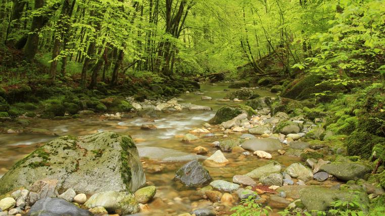 Wald in der Schweiz