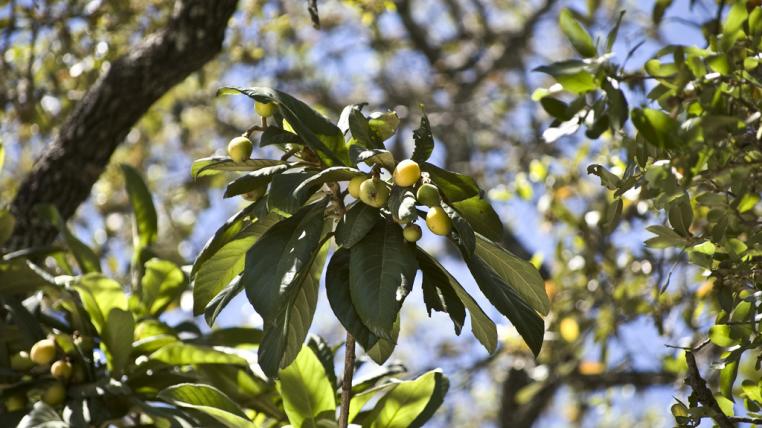 kumquats.jpg