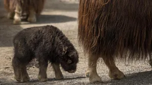 Der kleine Moschusochse erkundet seine Umgebung im Tierpark Bern, zur grossen Freude der Besucher.