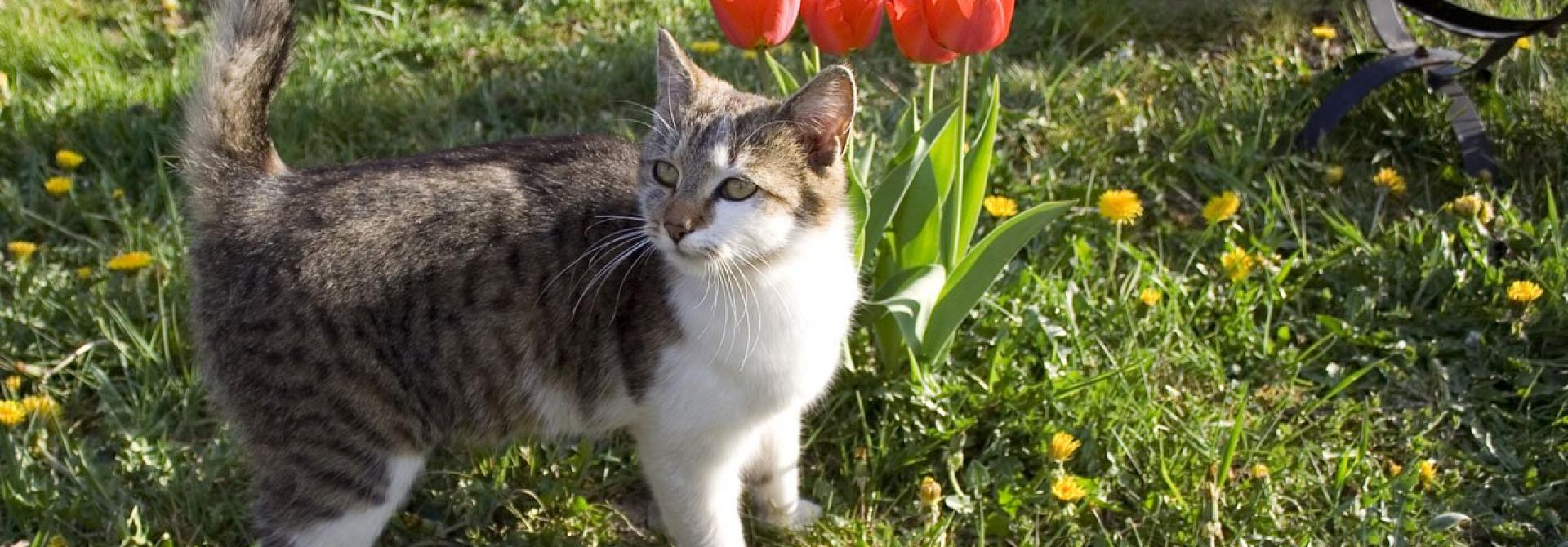 katze_pixabay.jpg