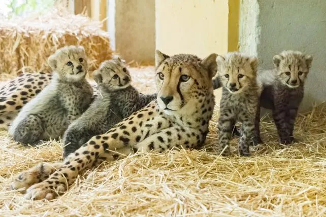 6bf0fd45081efd6ea543e51849ab614c64458760 Geparden-Babys im Tierpark Schönbrunn