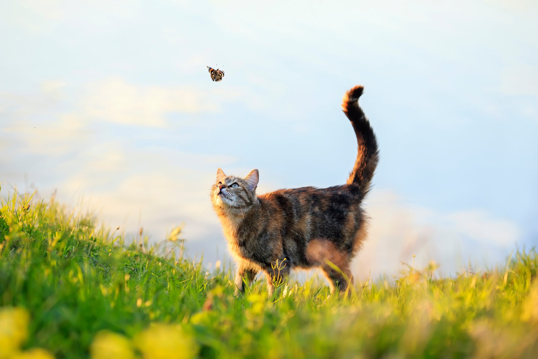 «Knigge» für Freigängerkatzen