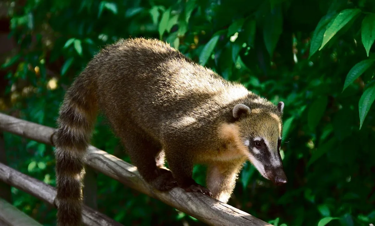 d038ffa556ccb02c06621f3b895c64dfa49e841bdf9ab7444dde932feea22215 Nasenbär