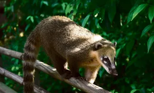 Ein Nasenbär auf dem Holzgeländer eines Touristenpfades bei den Iguazú-Wasserfällen im Norden Argentiniens.