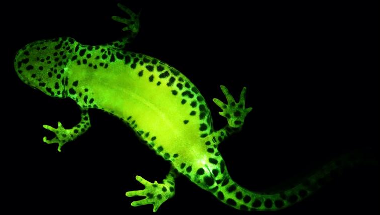 Biofuoreszierendes Amphib