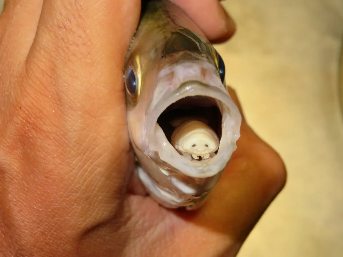 AdobeStock_505802089 Cymothoa exigua: Die Assel, die Fischzungen frisst