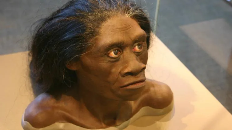 129ea325770a8082a0000de1d15f3b6356c847e3 Homo floresiensis
