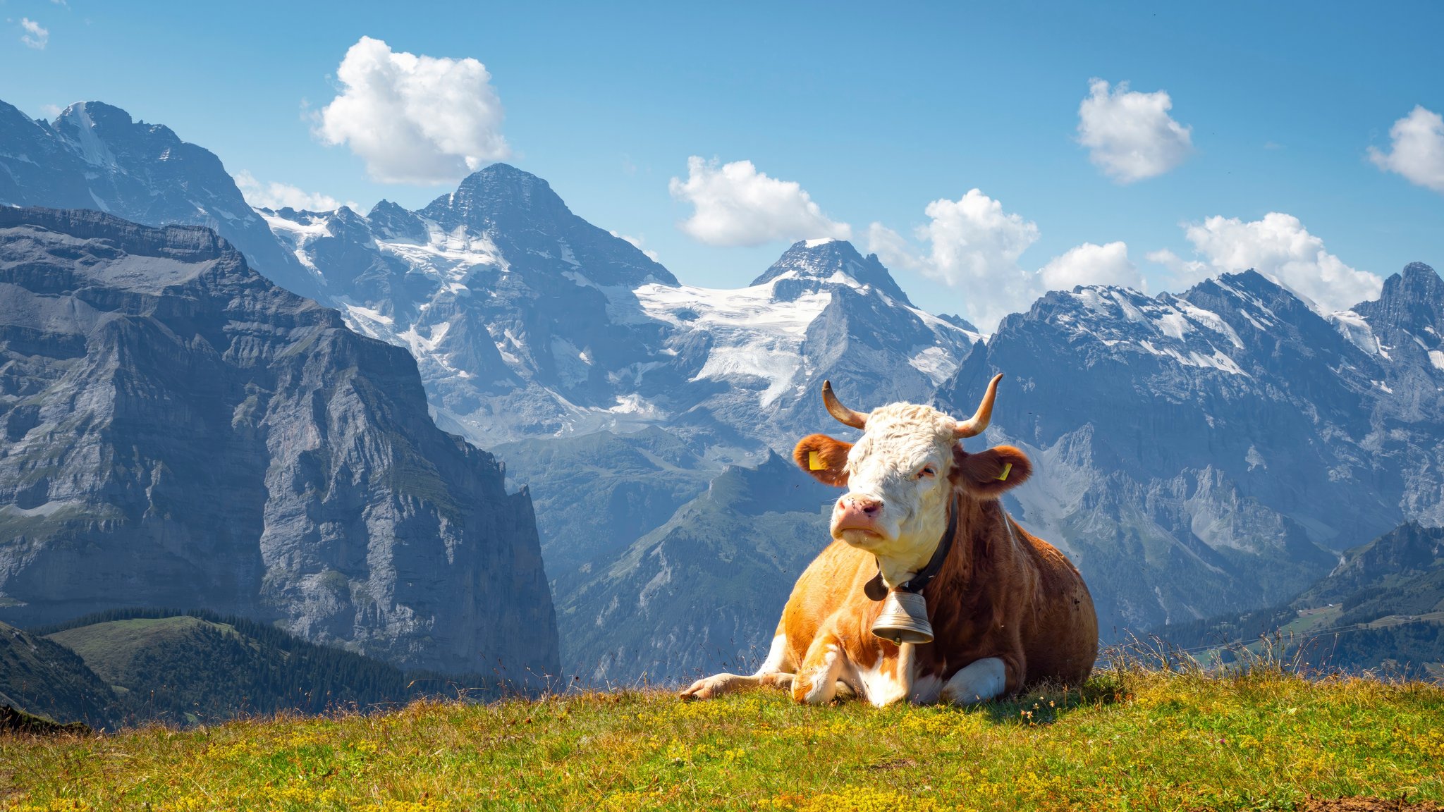 Tierschutz in der Schweiz: Kuriose und strenge Regeln im Gesetzesbuch