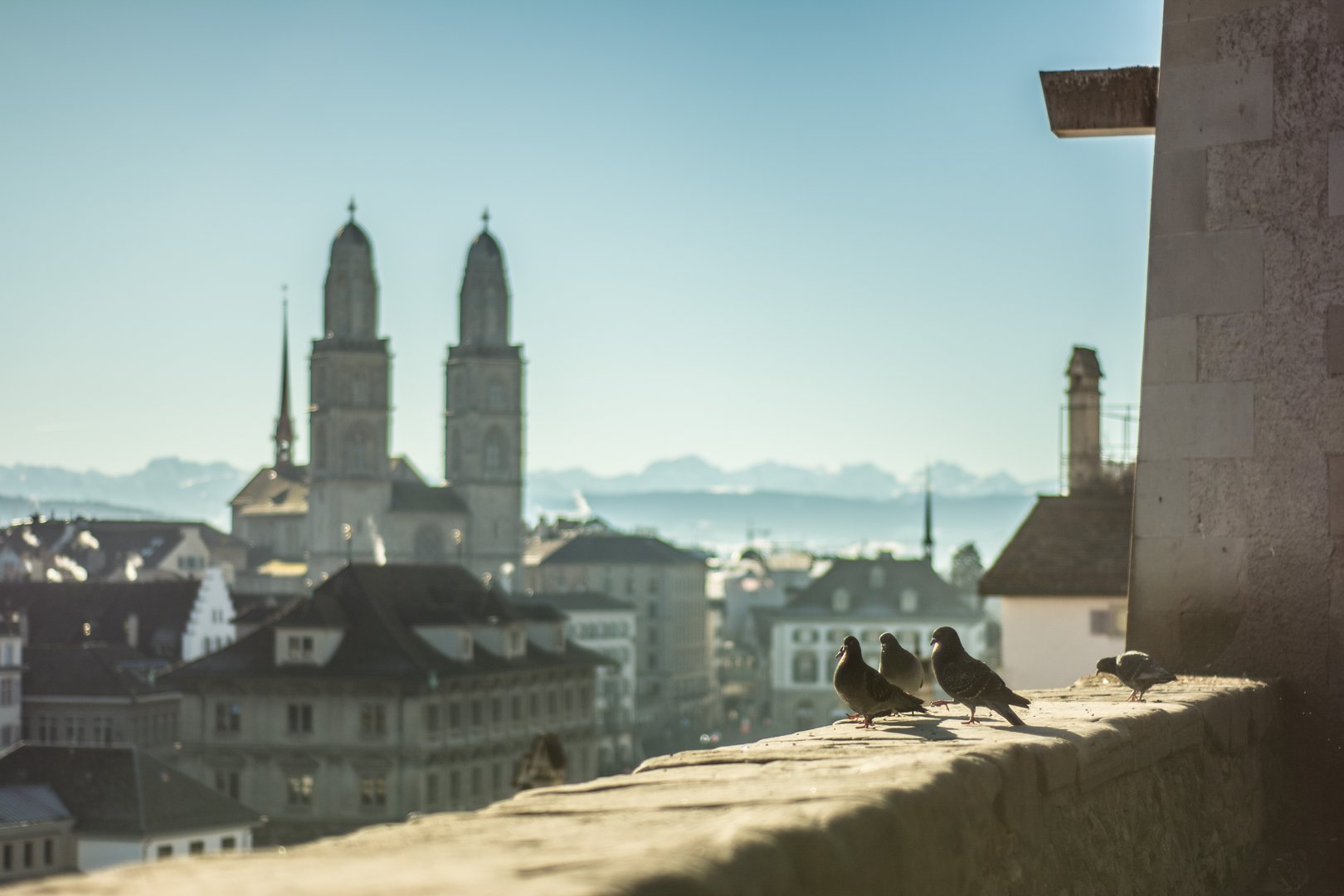 Kommentar zur Taubentötung in Zürich: Dieser Shitstorm war verdient