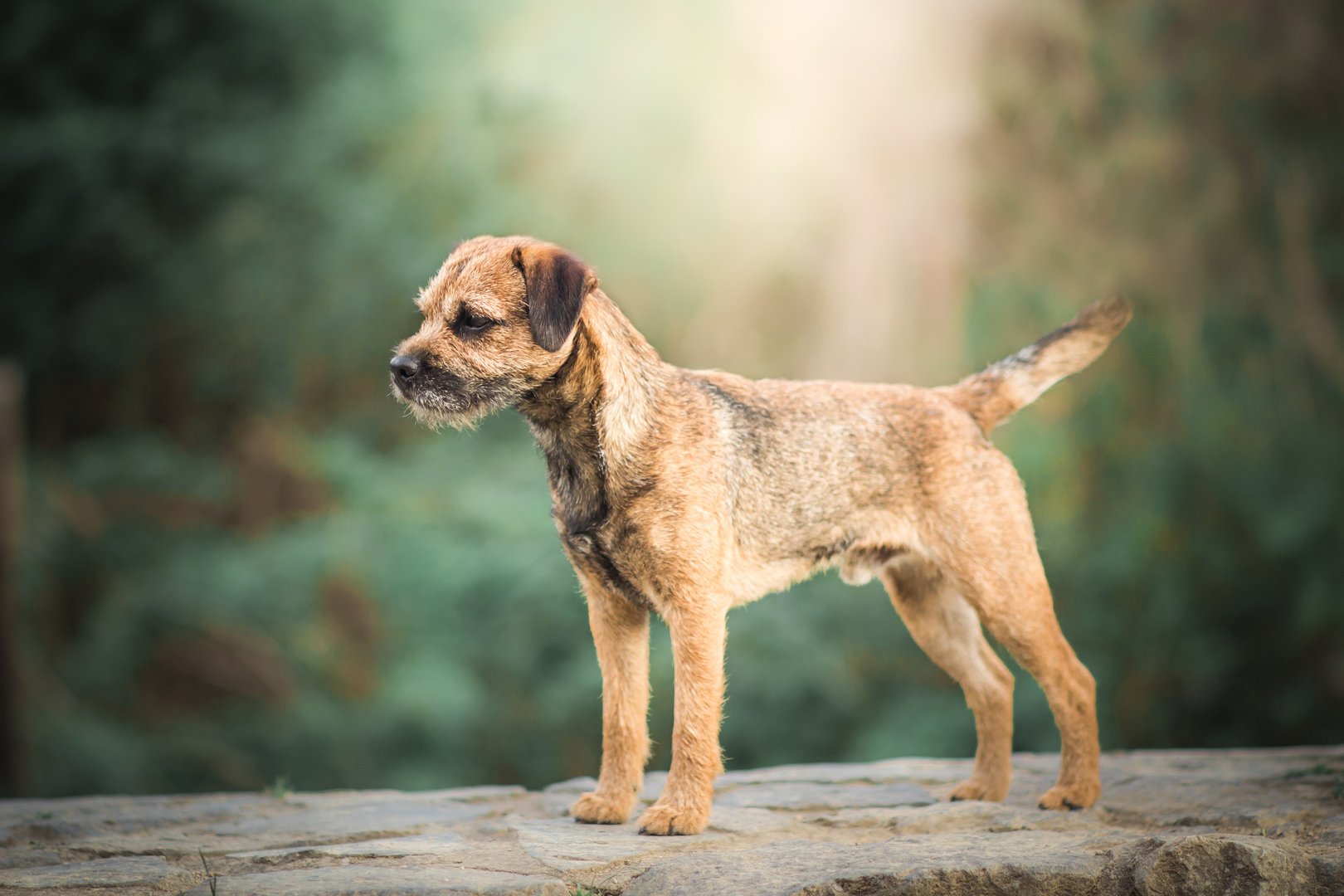 Border Terrier: Der charmante Draufgänger mit rauem Fell