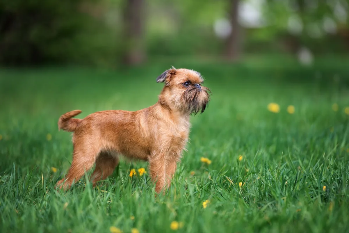 shutterstock_604769102 Brüsseler Griffon: Der ideale Hund für Stadt, Wohnung und Senioren